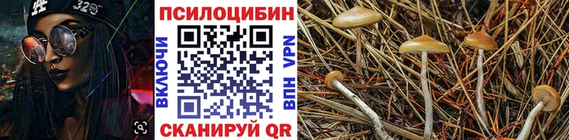 купить   Мантурово  Галлюциногенные грибы Cubensis 